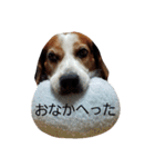 ビーグル犬さぶろう（個別スタンプ：20）