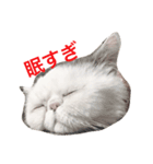 exoticshorthair PEKO（個別スタンプ：3）