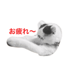exoticshorthair PEKO（個別スタンプ：4）