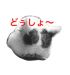 exoticshorthair PEKO（個別スタンプ：5）