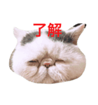 exoticshorthair PEKO（個別スタンプ：6）