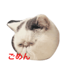 exoticshorthair PEKO（個別スタンプ：7）