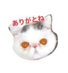 exoticshorthair PEKO（個別スタンプ：8）