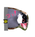 ANIbard2（個別スタンプ：1）
