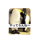 ANIbard2（個別スタンプ：7）