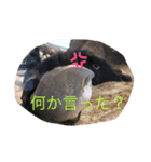 ANIbard2（個別スタンプ：12）