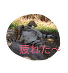 ANIbard2（個別スタンプ：13）