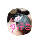 ANIbard2（個別スタンプ：15）