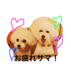 白プードルのミクとハル（個別スタンプ：1）