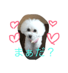 白プードルのミクとハル（個別スタンプ：3）