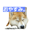 柴顔判子（個別スタンプ：4）