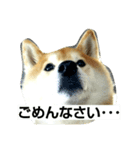 柴顔判子（個別スタンプ：6）