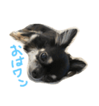わんスタ（日常編）（個別スタンプ：1）