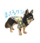わんスタ（日常編）（個別スタンプ：2）