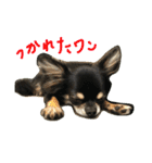わんスタ（日常編）（個別スタンプ：5）