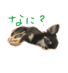 わんスタ（日常編）（個別スタンプ：6）