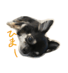 わんスタ（日常編）（個別スタンプ：7）