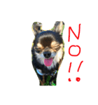 わんスタ（日常編）（個別スタンプ：11）