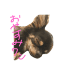 わんスタ（日常編）（個別スタンプ：13）