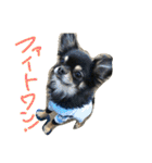 わんスタ（日常編）（個別スタンプ：18）