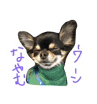 わんスタ（日常編）（個別スタンプ：19）