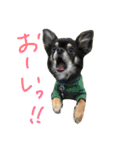 わんスタ（日常編）（個別スタンプ：20）