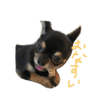 わんスタ（日常編）（個別スタンプ：22）