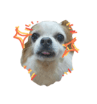Gremlins Daily（個別スタンプ：2）
