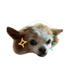 Gremlins Daily（個別スタンプ：7）