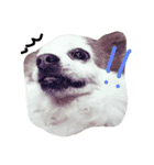 Gremlins Daily（個別スタンプ：9）