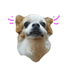 Gremlins Daily（個別スタンプ：11）