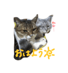 くうちゃんコロちゃん（個別スタンプ：1）