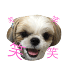 COCOSTYLELOVE（個別スタンプ：4）