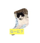 ココピコロコきなこ（個別スタンプ：1）