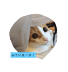 ココピコロコきなこ（個別スタンプ：2）