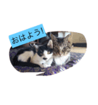 ココピコロコきなこ（個別スタンプ：4）