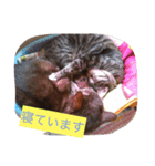 ココピコロコきなこ（個別スタンプ：5）