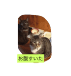 ココピコロコきなこ（個別スタンプ：6）