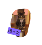 ココピコロコきなこ（個別スタンプ：7）