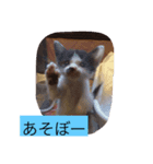ココピコロコきなこ（個別スタンプ：8）