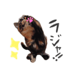 D＆P（個別スタンプ：8）