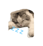 猫と犬の日常使えるスタンプ（個別スタンプ：2）