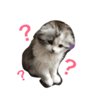 猫と犬の日常使えるスタンプ（個別スタンプ：3）