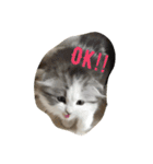 猫と犬の日常使えるスタンプ（個別スタンプ：5）