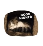 猫と犬の日常使えるスタンプ（個別スタンプ：7）