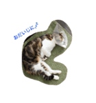 猫と犬の日常使えるスタンプ（個別スタンプ：10）