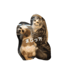 猫と犬の日常使えるスタンプ（個別スタンプ：11）