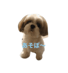 猫と犬の日常使えるスタンプ（個別スタンプ：15）