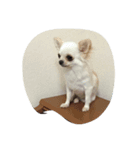 kazok（個別スタンプ：4）
