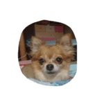 kazok（個別スタンプ：8）